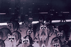 WILDLIFE